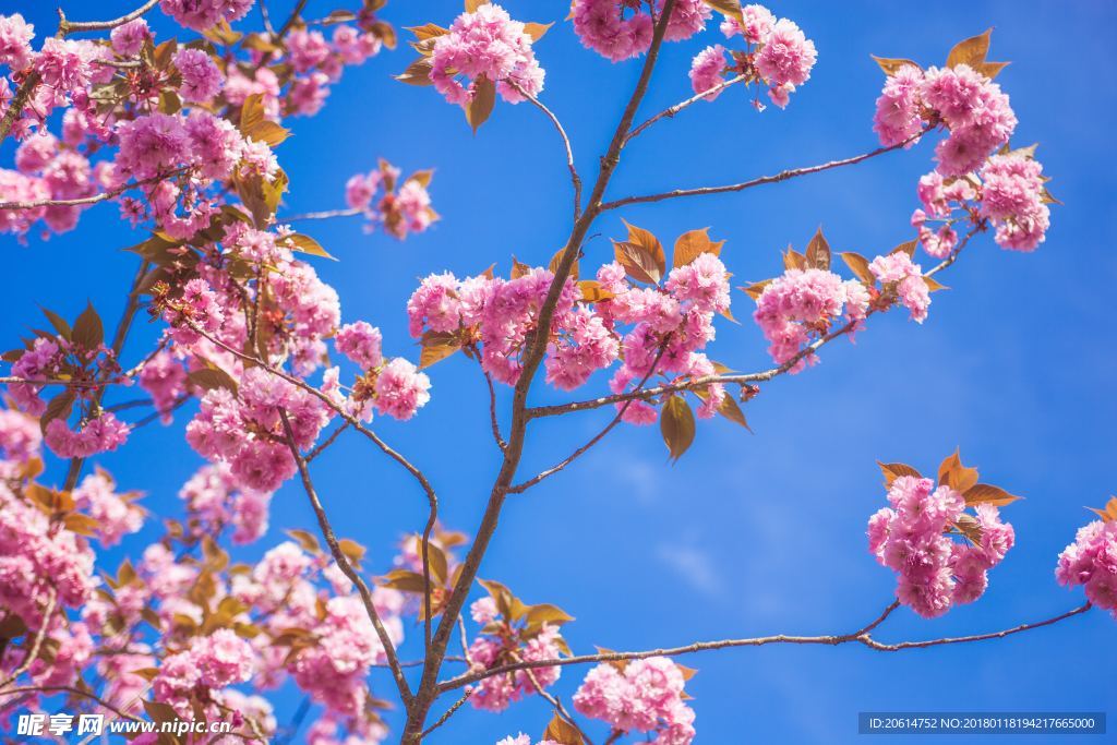 盛开的花朵