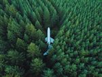 树林风景