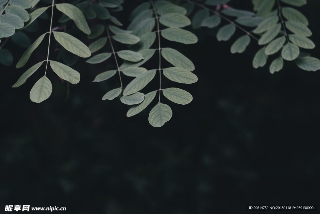 洋槐花树叶