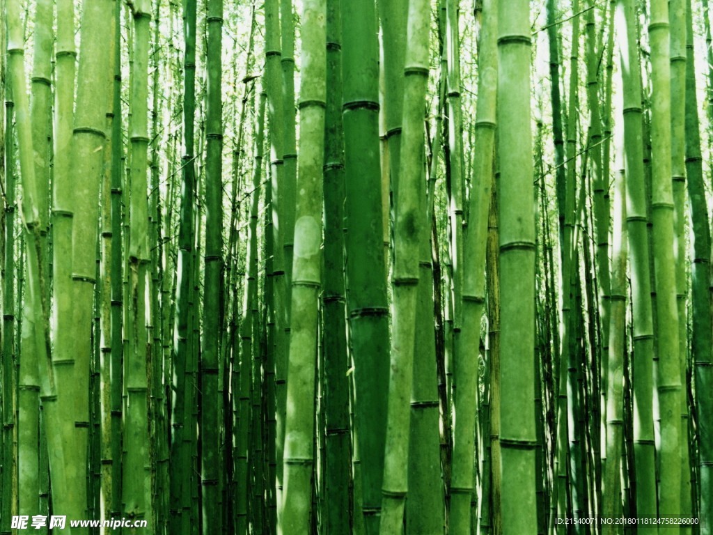 竹子