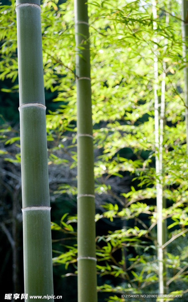 竹子