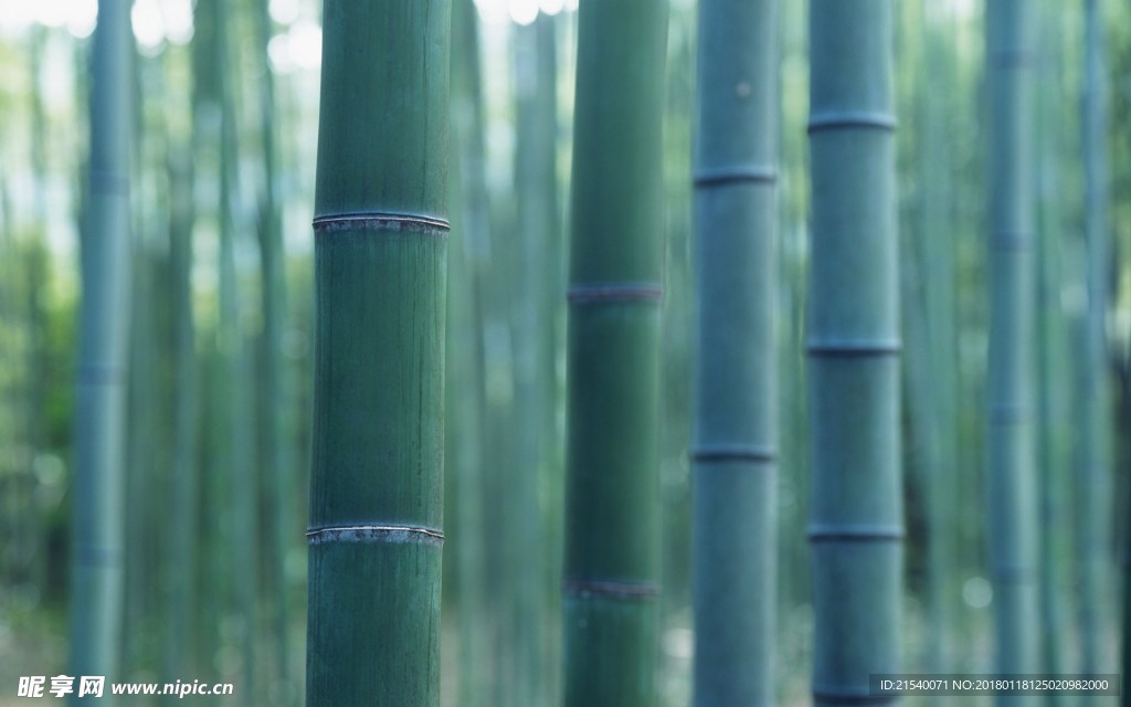 竹子