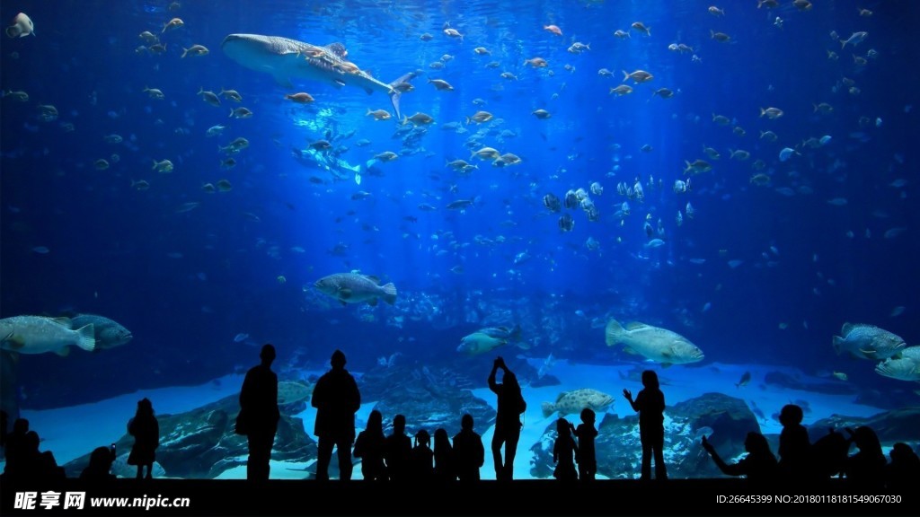 海洋水族馆