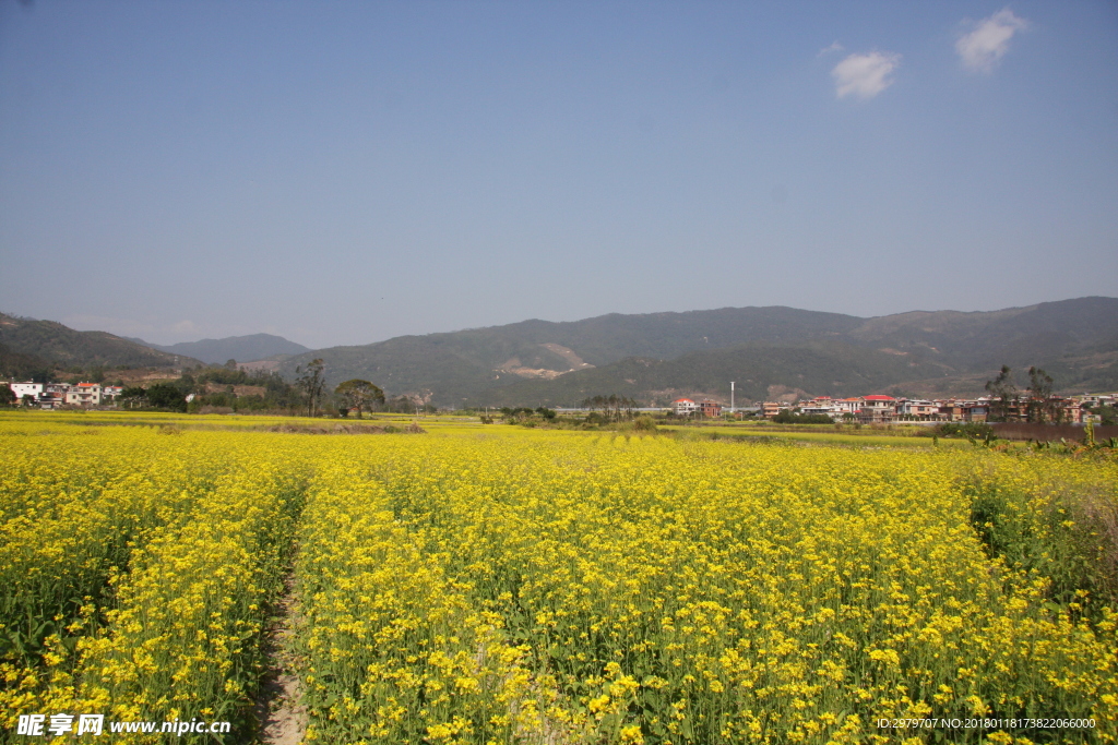 油菜花