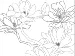 飘香 玉兰花