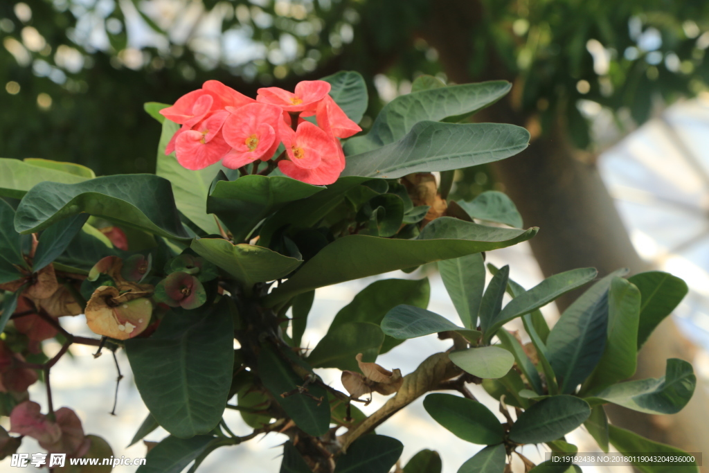 刺梅花