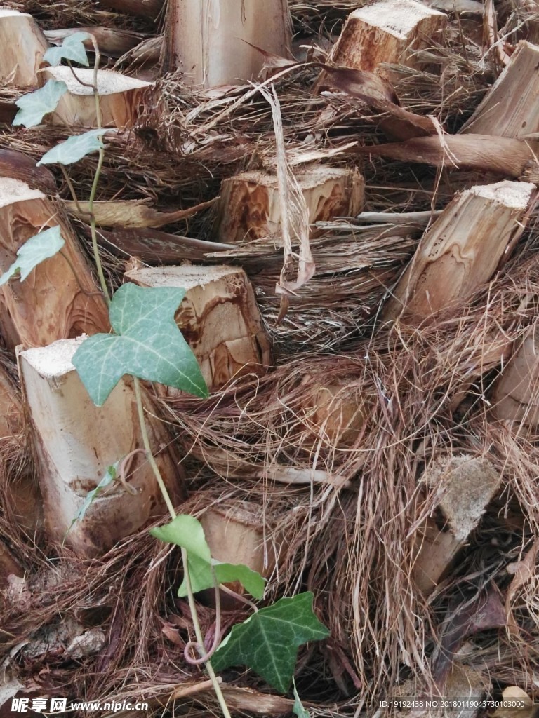 加拿利海枣树