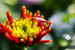 菊