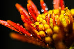 菊