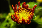 菊