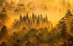 黄色背景 浅黄背景