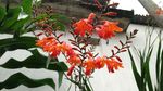鲜花