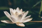 淡雅清新的莲花
