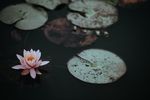 淡雅清新的莲花