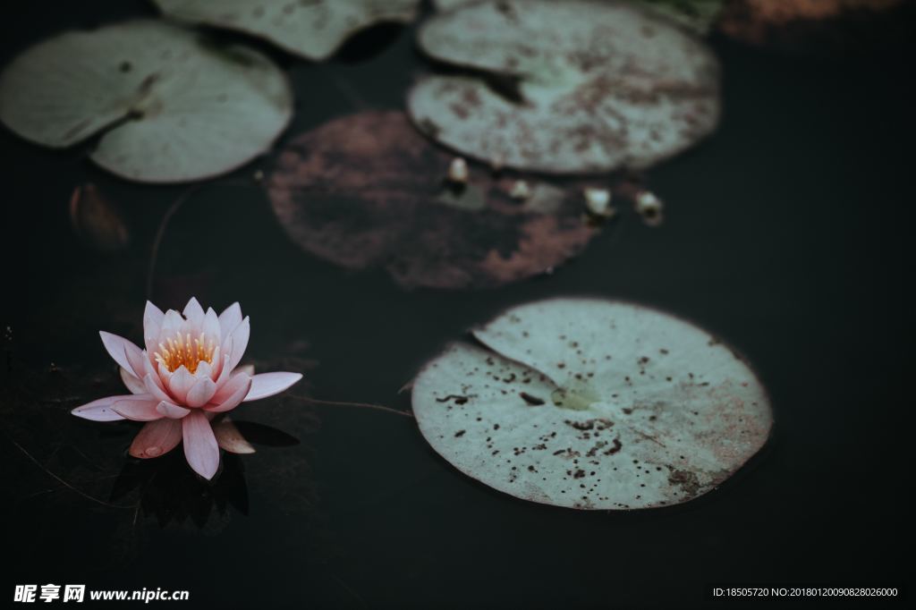 淡雅清新的莲花