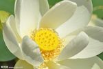 淡雅清新的莲花