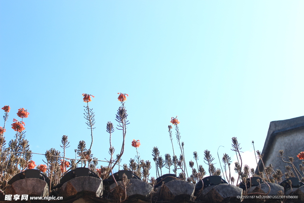 屋顶小花