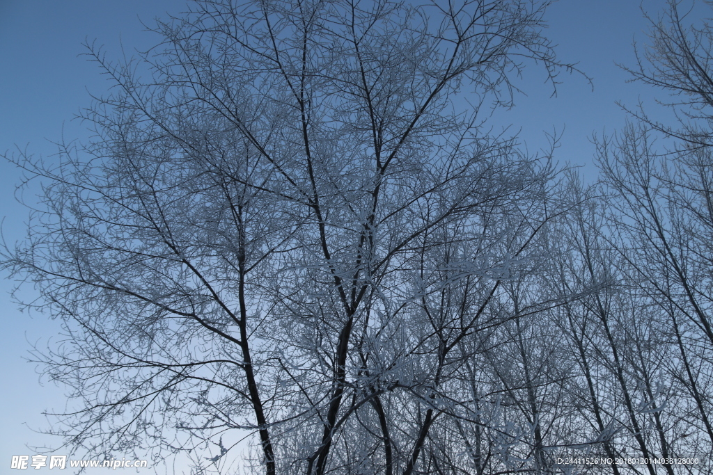 树挂