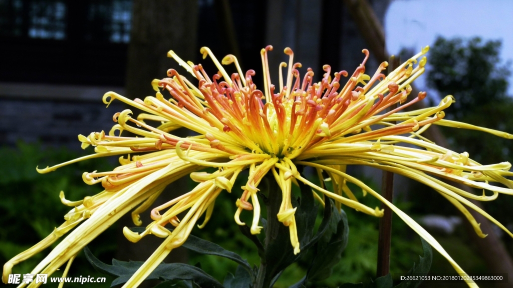 菊花