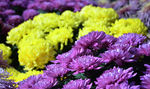 黄紫色菊花花圃