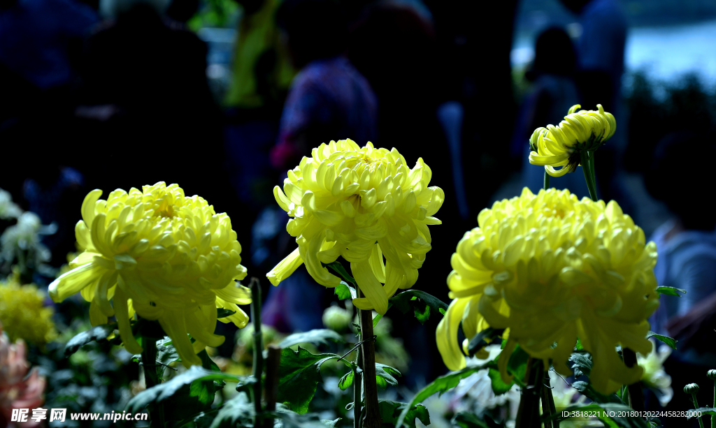 黄牡丹菊花