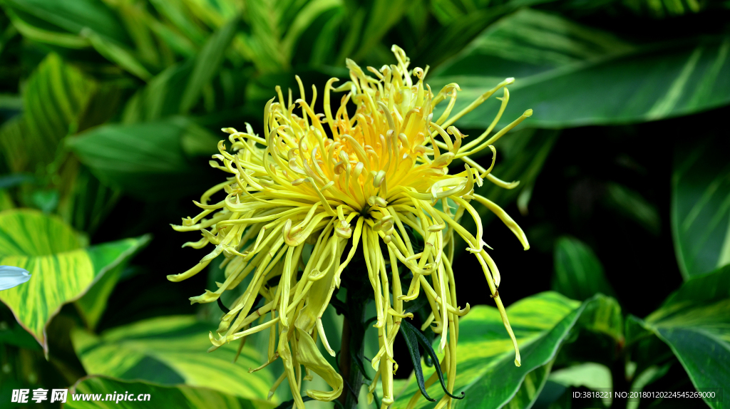 彼岸花（菊花）