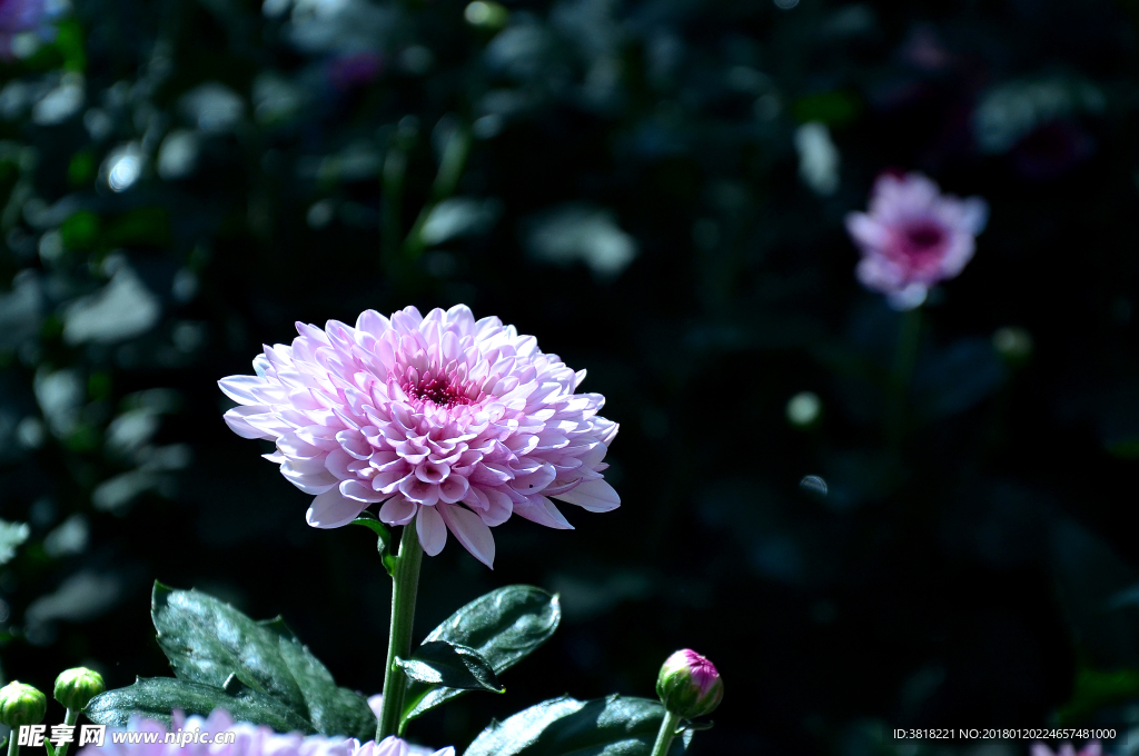 粉色矢车菊