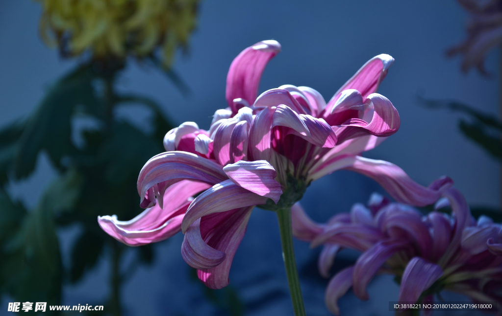 紫色菊花