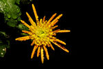 菊
