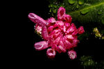 菊