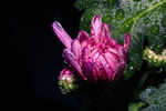 菊