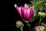 菊