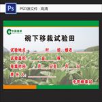 碗下移栽试验田