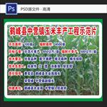 玉米示范片区