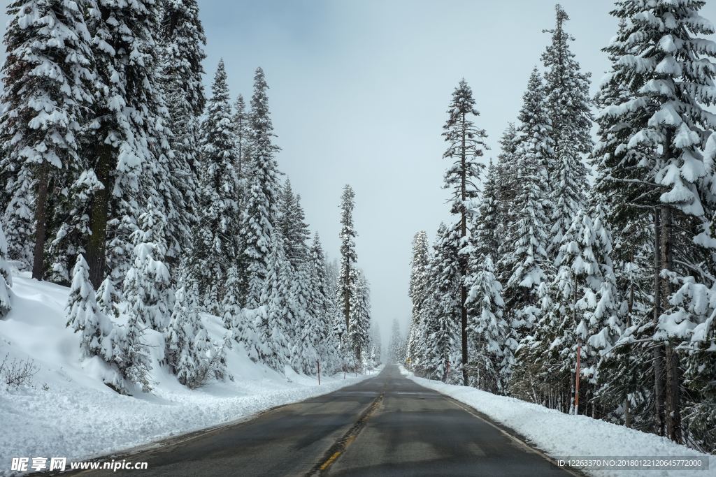 自然风光雪山公路松林