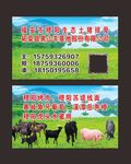黑山羊名片