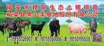 黑山羊海报