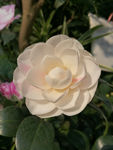 白茶花