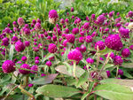 鲜花