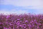 薰衣草花园