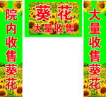 收葵花