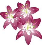 百合花