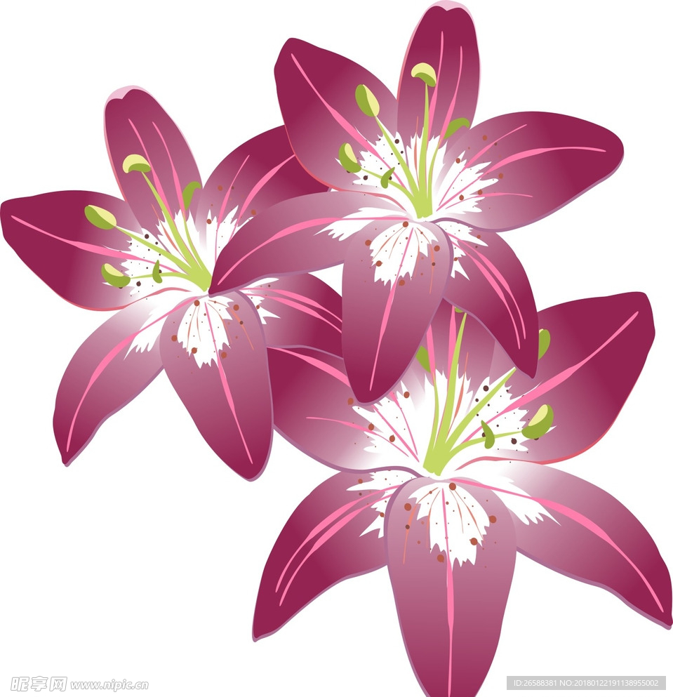 百合花
