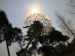 逆光的蒲公英