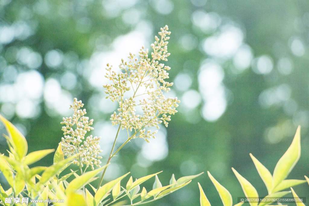 夏