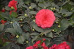 山茶花