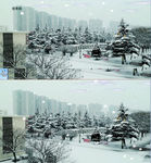 唯美冬天雪景下雪雪松飞鸟视频