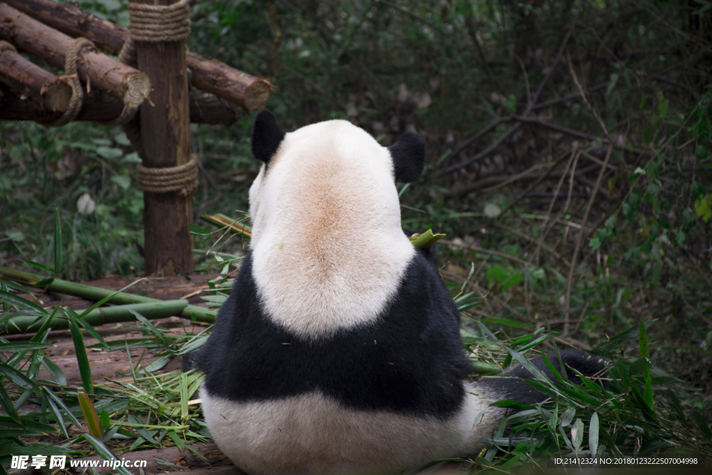 大熊猫·国宝