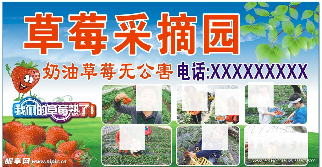 草莓采摘园