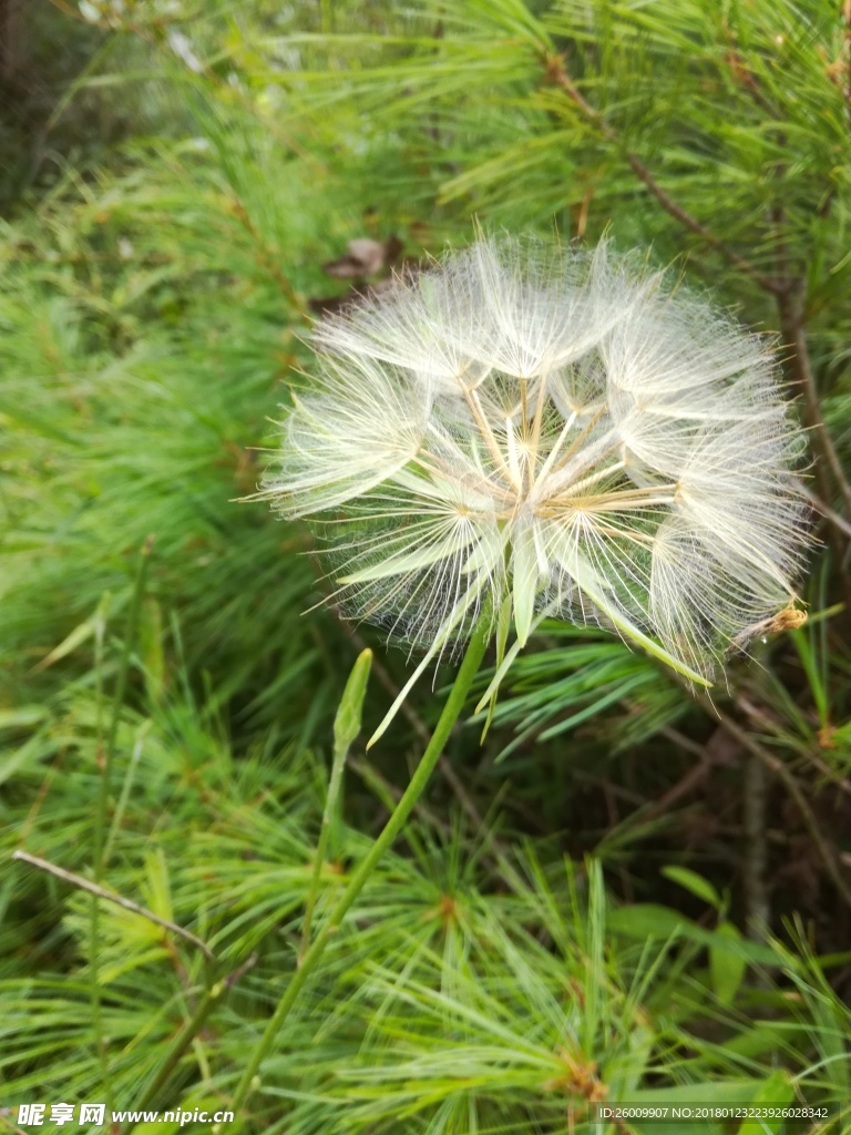 夏日蒲公英